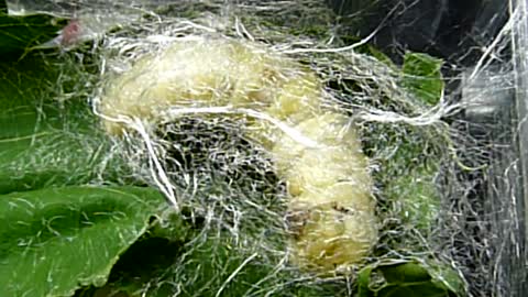 Silkworm Baby Cocooning Process