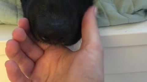Dog Is Obsessed With Getting A Massage