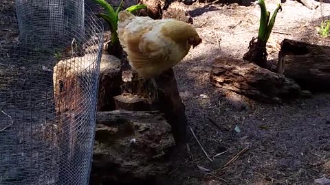Broody Buff Orpington Busting Out!
