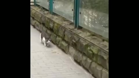 Cat and Mouse fast