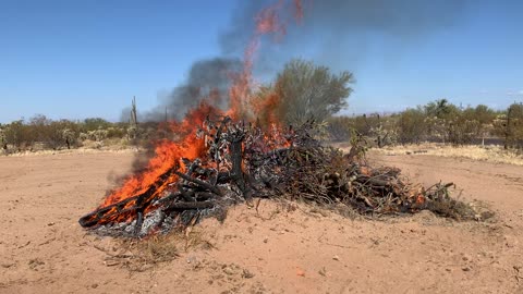 Burning cholla