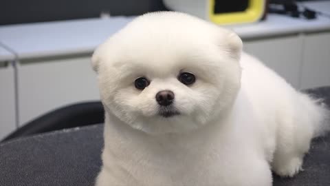 Pomeranian Puppy Grooming Teddy Bear Style