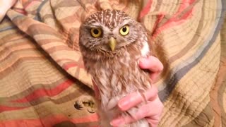 Stabilization little owl