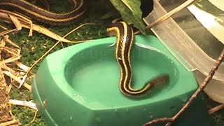 Garter snake eating fish