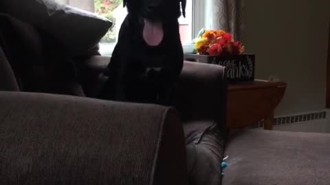 Black dog runs from kitchen and into camera and then sits on couch