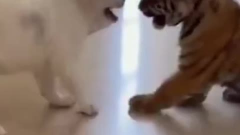 Cute fight between dog and tiger