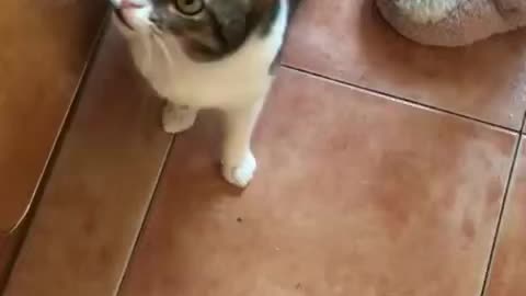 A cat asks a person to eat