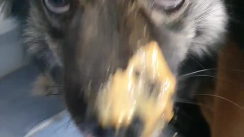 Ninja puppy gets into a jar of peanut butter