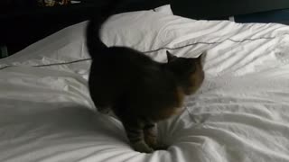 Cat spinning around in circles on bed