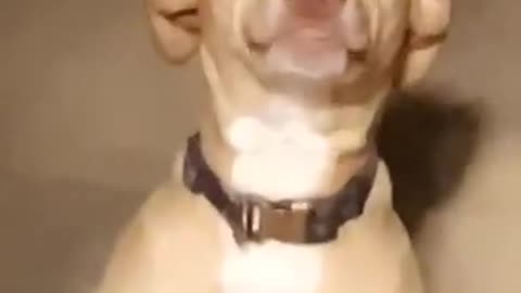 Cute Smiling Dogs 😆 - Funny Animal Video 2021 😂