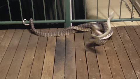 Darwin Carpet Pythons on the Balcony