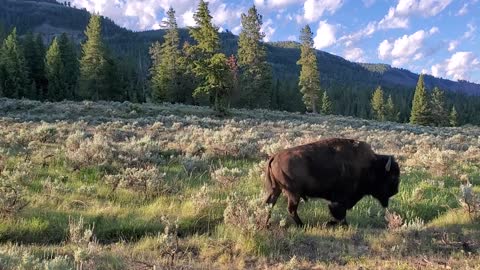 Lonely Bison walking thru Lamar Valley