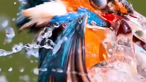 Kingfisher nature video/ beautiful Kingfisher playing most watchable