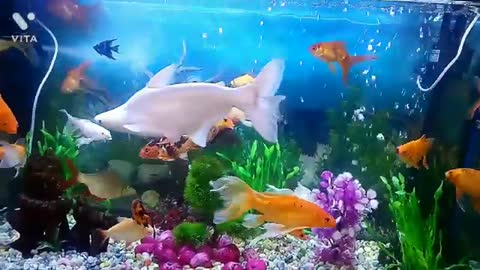 Aquarium Different Breeds of Fish