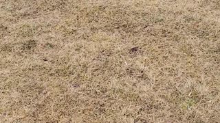 Playing fetch at the park