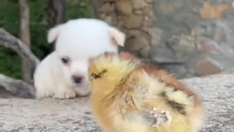 #Pig #animal #puppy #chick #duck #mouse #cute #pet #Kitty #Bunny