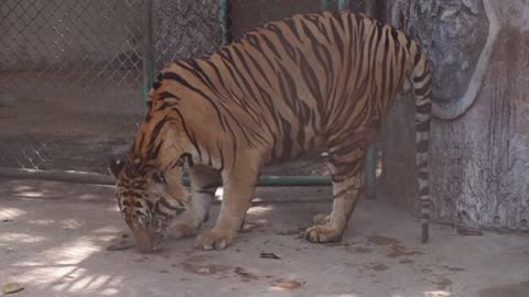 B-Roll Of Tiger At The Zoo