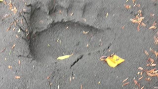 big bear tracks in my fishing spot!