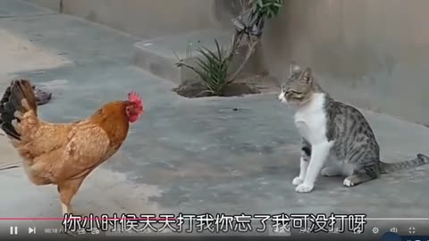 鸡与猫Chicken and cat