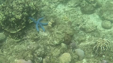Snorkeling Adventures Philippines, Amazing new corals, blue starfish, and blue fish! What a sight!