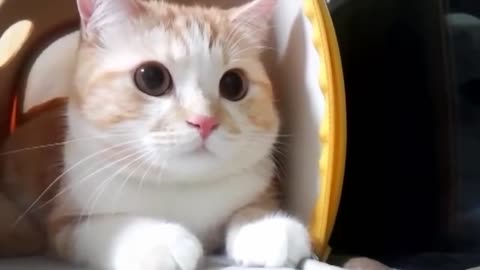 cute, adorable and the funniest cat video