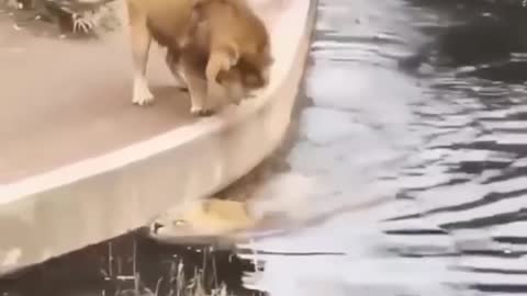 Clumsy lion finishing in the pool