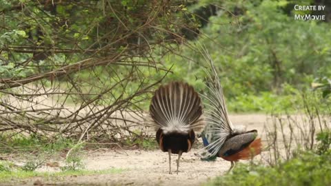 Peacock dance natural funny videos