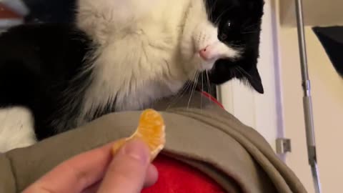 Cat Resoundly Rejects Slice of Orange