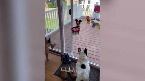 New Funniest Cats And Dogs Videos