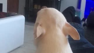 Chihuahua Loves to Sing