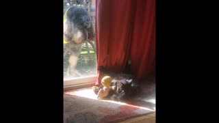 Cat Gets A Stern Look By A Dog Because It Is Playing With Its Toys