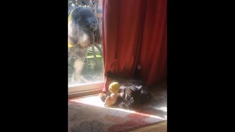 Cat Gets A Stern Look By A Dog Because It Is Playing With Its Toys