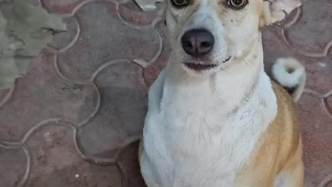 Dog's Cute Reaction, This is Pure Love!!!!
