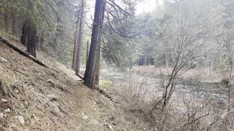 Forest-River Wilderness Hiking Along Metolius River – Central Oregon – 4K