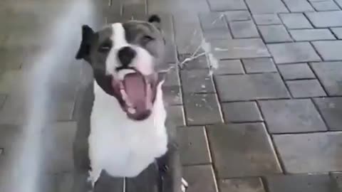 Funny Dogs Playing With Water