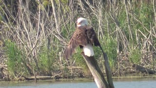 329 Toussaint Wildlife - Oak Harbor Ohio - I'm Starting To Think The Eagle Likes Me