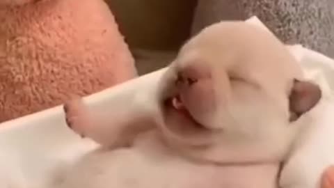 CUTE PUPPY SLEEPING