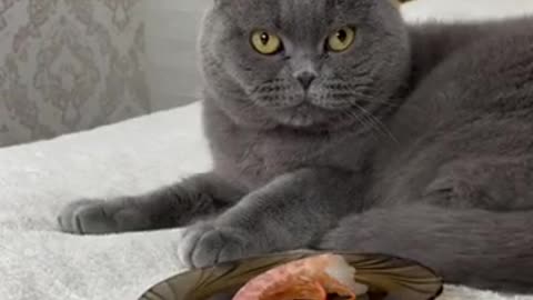 This cat is vomiting after seeing the prawns