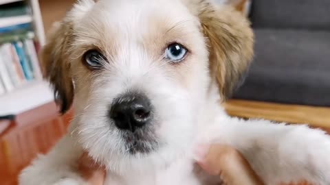 Cute puppy dancing with owner