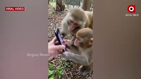 Monkey's curiosity for mobile