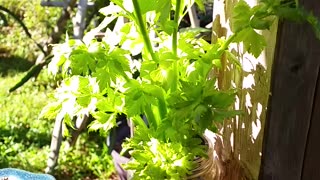 Creeping Blue Thyme & Growing Celery Butts