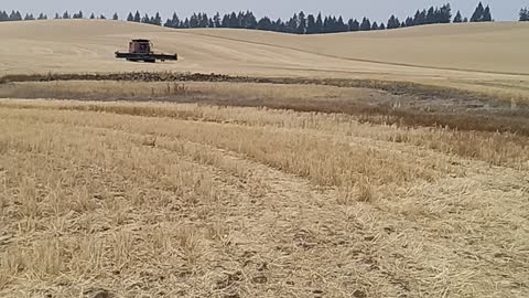 Wheat farming in Idaho part 1