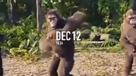 os macacos cantores no ano novo