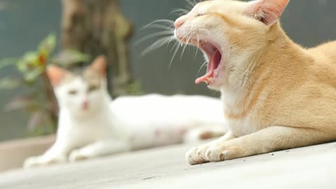 Two coloured cats sitting on the floor,cute cats closeup video