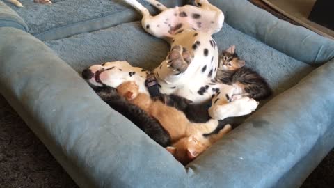 Dalmatian enjoys cute playtime with foster kittens