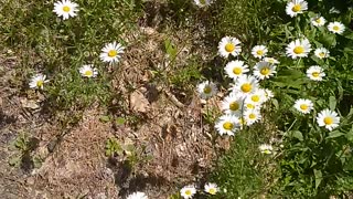 Daisies