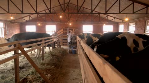 Cows in cowshed at dairy farm. Herd of cows eating hay in cowshed on dairy farm