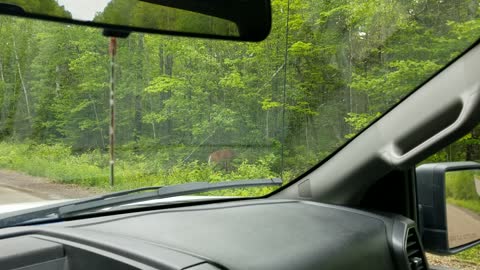 Deer on side of road
