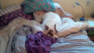 Husky rolling around in bed