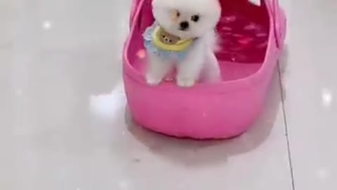 Funny and Cute Dogs Videos Compilation 2021_